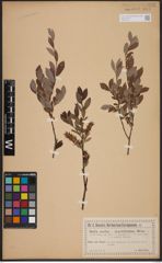 Foto von Salix aurita L. x Salix myrtilloides L.